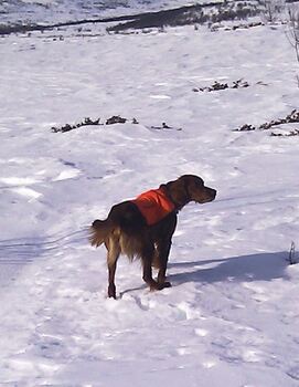 Bjerkaasen\\\\\\\'s BK-Triac_500x646