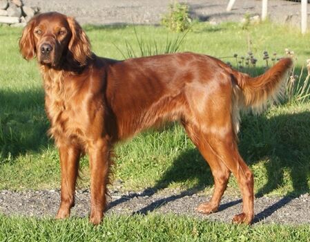 Navstilias Pelle_500x390