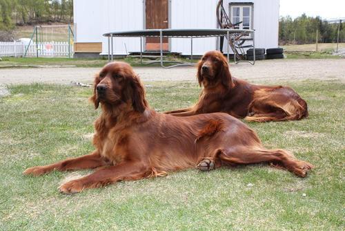 Jupskåras Ronja2_500x334