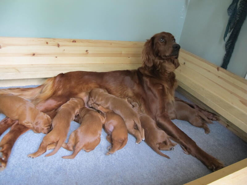 Kullet etter Imigens LZ Kayleigh og Vindstandens Kempes er det første som ble testet fritt for PRA før fødsel.