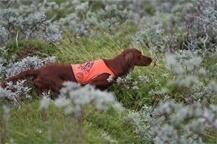 Skogrypas Raija eier Ketil Sjøvold_350x232