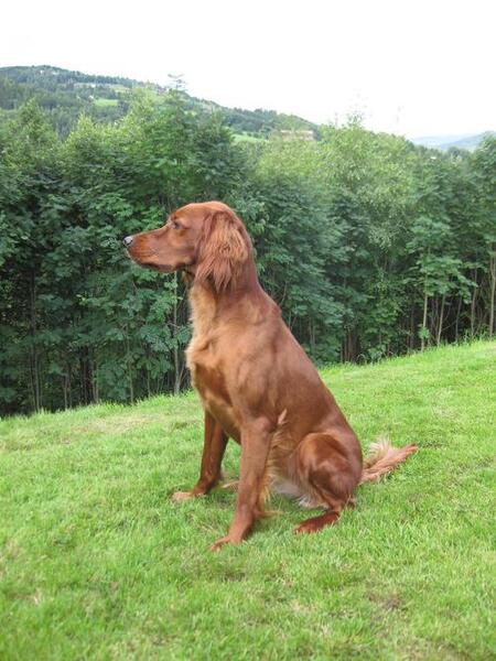 Bjerkaasens BK Soki2_500x667