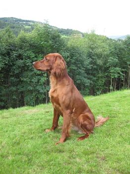 Bjerkaasens BK Soki2_500x667