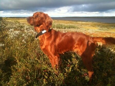 Balbergkampens Zita 002_500x375