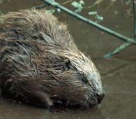 Bever på grunnen i den sørlige delen av Mosjøen