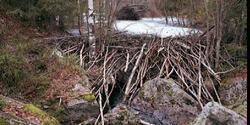 Beverdemning i nordenden av Aurtjernet i Østmarka naturreservat