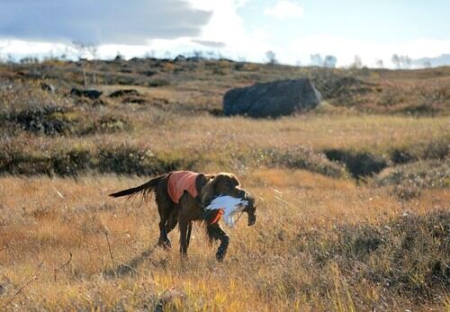 Frøya apport_500x347