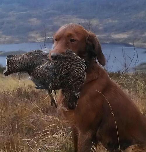 US Smørbukk_500x520