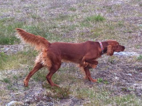 US Brunella2_500x373