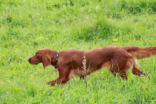 Jippi av Kjerringholm_500x333