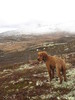 Vinteren på vei i fjellet_500x667
