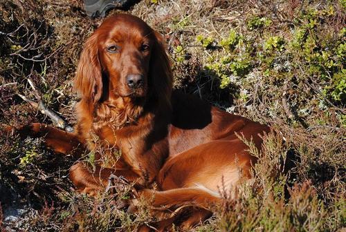 Imingens LK Naya Nuki2_500x336