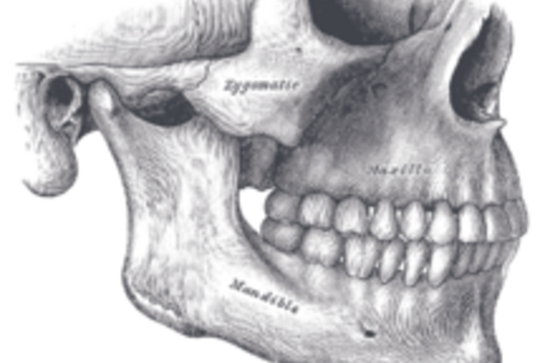 Kjeveledd_tegning_skalle_216x180