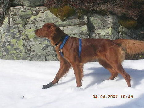 Fd Red Molly Malou_500x375