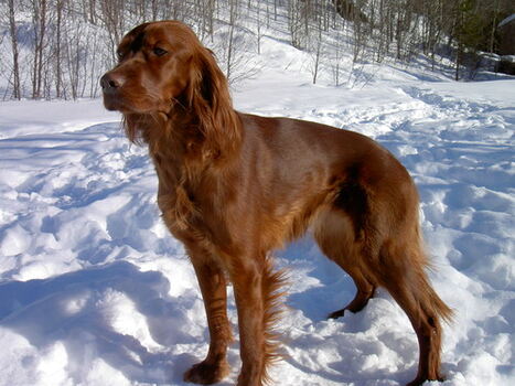 Fudge_500x375