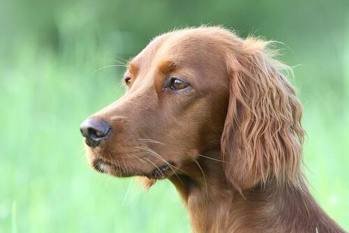 Rypebua\\\\\\\'s A-Mercedes_500x333