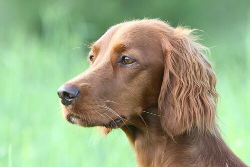 Rypebua\\\\\\\'s A-Mercedes_500x333