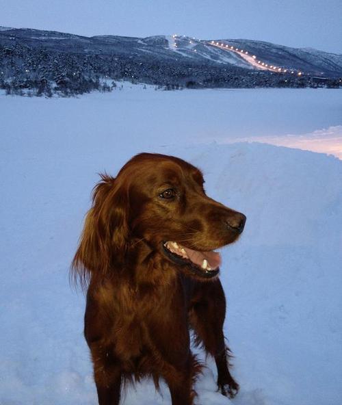 Rastorps Fudge_500x592