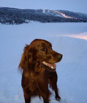 Rastorps Fudge_500x592