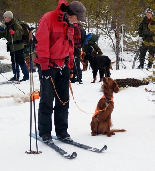 Rypebua\\\\\\\'s Brava_500x554