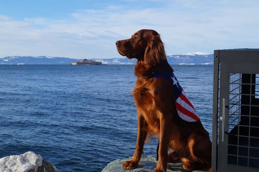 us teddy