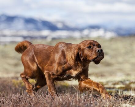 US Pukkanøtt 1.VKK Trippelprøven (Foto: Øystein Hojem)