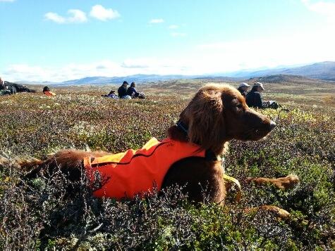Rypebua`s Bea nyter en velfortjent lunsj etter første runde i Norsk derby. Lite fugl, så små detaljer som skiller mellom topp og bunn.  Foto: Jon Olav Eidsmo.
