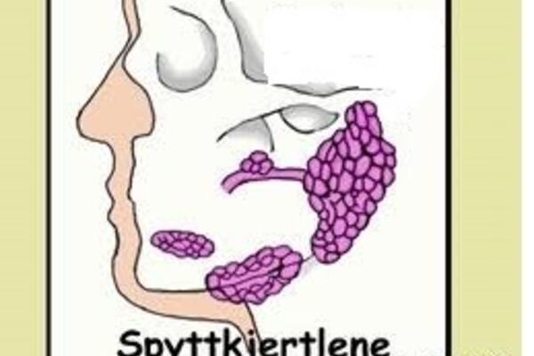 Spyttkjertler,tegning