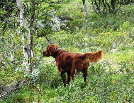 Furunakkens Balto_500x383