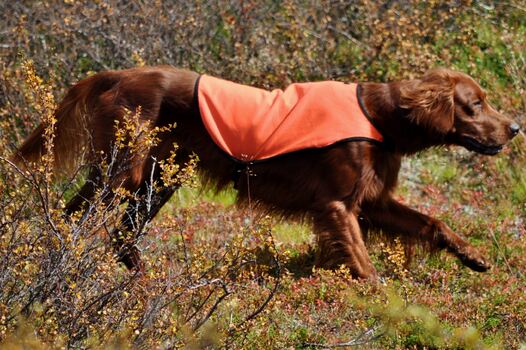 Skrimfjellets Odin