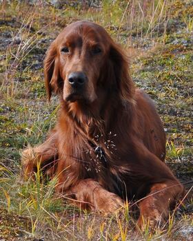 skrimfjellet`s odin_500x624