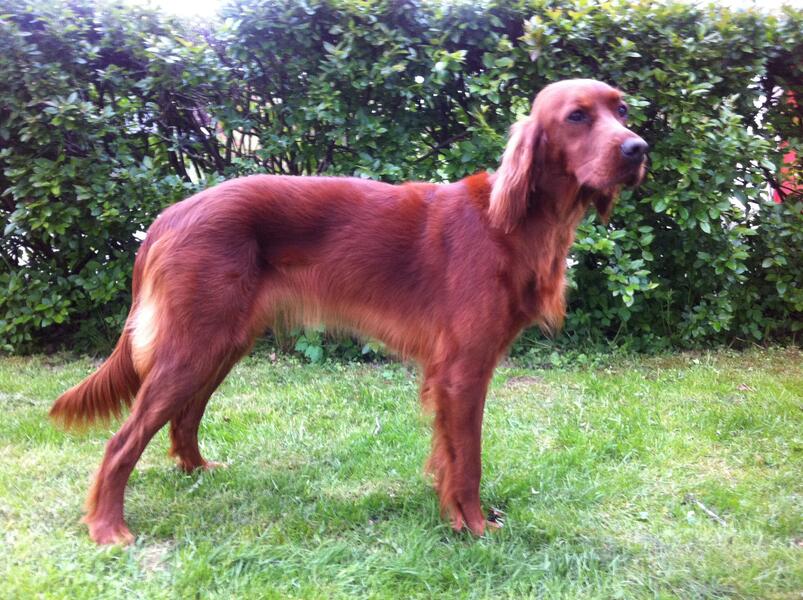 lundebakkens Fg Queen