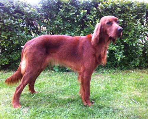 lundebakkens Fg Queen