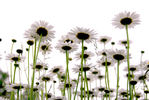 Daisies on white