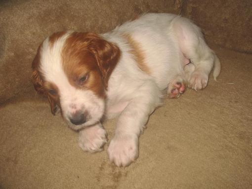 dog puppy 1 040_510x383