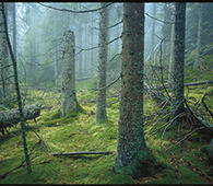 Sverre M. Fjelstad. Norge har forpliktet seg internasjonalt til å verne et representativt utvalg av skog, men verner fortsatt for lite. Bildet er fra Østmarka.