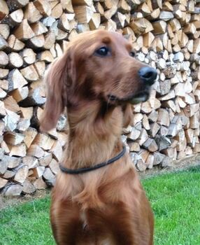 prinsesse Ariel