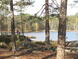 Gamle, åpne skoger med høye trær ved vann er ikke bare vakkert – det er også godt for folkehelsa. Bildet er fra Eriksvann i Østmarka. Foto: Bjarne Røsjø.