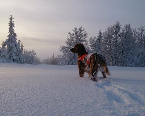 treningsdag i fjellet