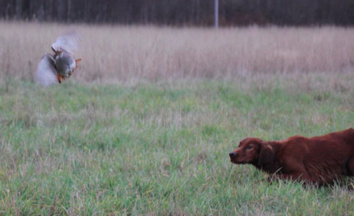 Sando-hundesenter-lavland