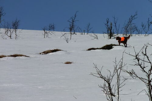 Tuva i stand påsken 2014_500x333