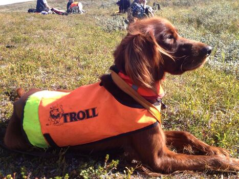 Skåbufjellas Lille My JaktCh