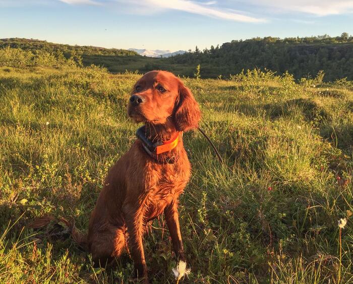 Skillevollen\\\\\\\'s Aiwa