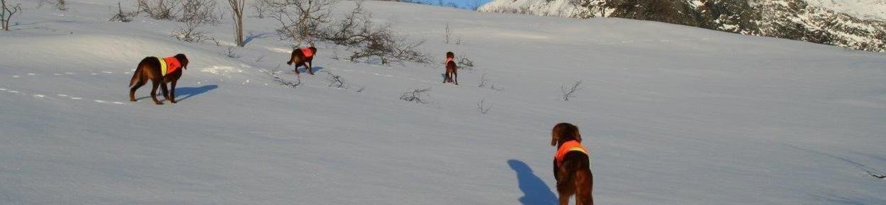 nisk5_cropped_1277