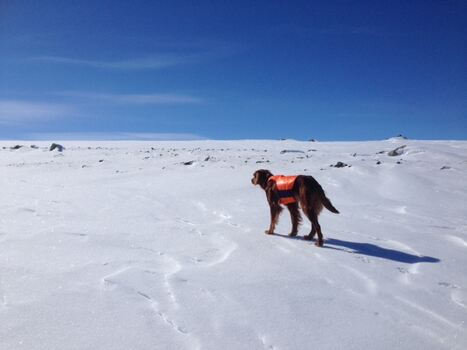 Imingens Pr pippi