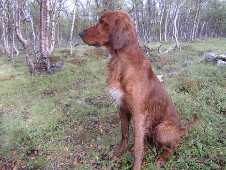 Tårnheias Albert