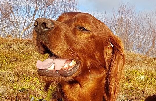 Working Gundogs Bounty1_800x520