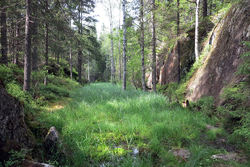 I en stor norsk undersøkelse over motiver for å søke ut i naturen, krysset nesten halvparten av på «naturens mystikk». Foto: Bjarne Røsjø.