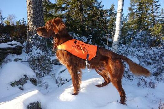 Furunakkens-Balto-profil_550x366