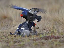 Orrfugl - Ett av bokas mange flotte fotografier. Foto: Øystein Søbye.